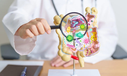 Illustration eines gesunden Darms mit visualisierten probiotischen Bakterien wie Bacillus subtilis, Bacillus clausii und Bacillus coagulans, die entzündungshemmend wirken und das Mikrobiom bei Morbus Crohn unterstützen.