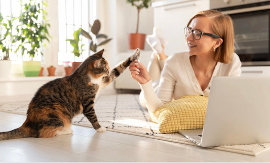 Ältere Katze entspannt zuhause – gezielte Ernährung mit Prä- und Probiotika stärkt das Mikrobiom, verbessert die Verdauung und verlängert die gesunde Lebensphase.