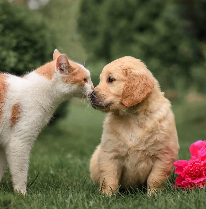 Testkits für Tiere