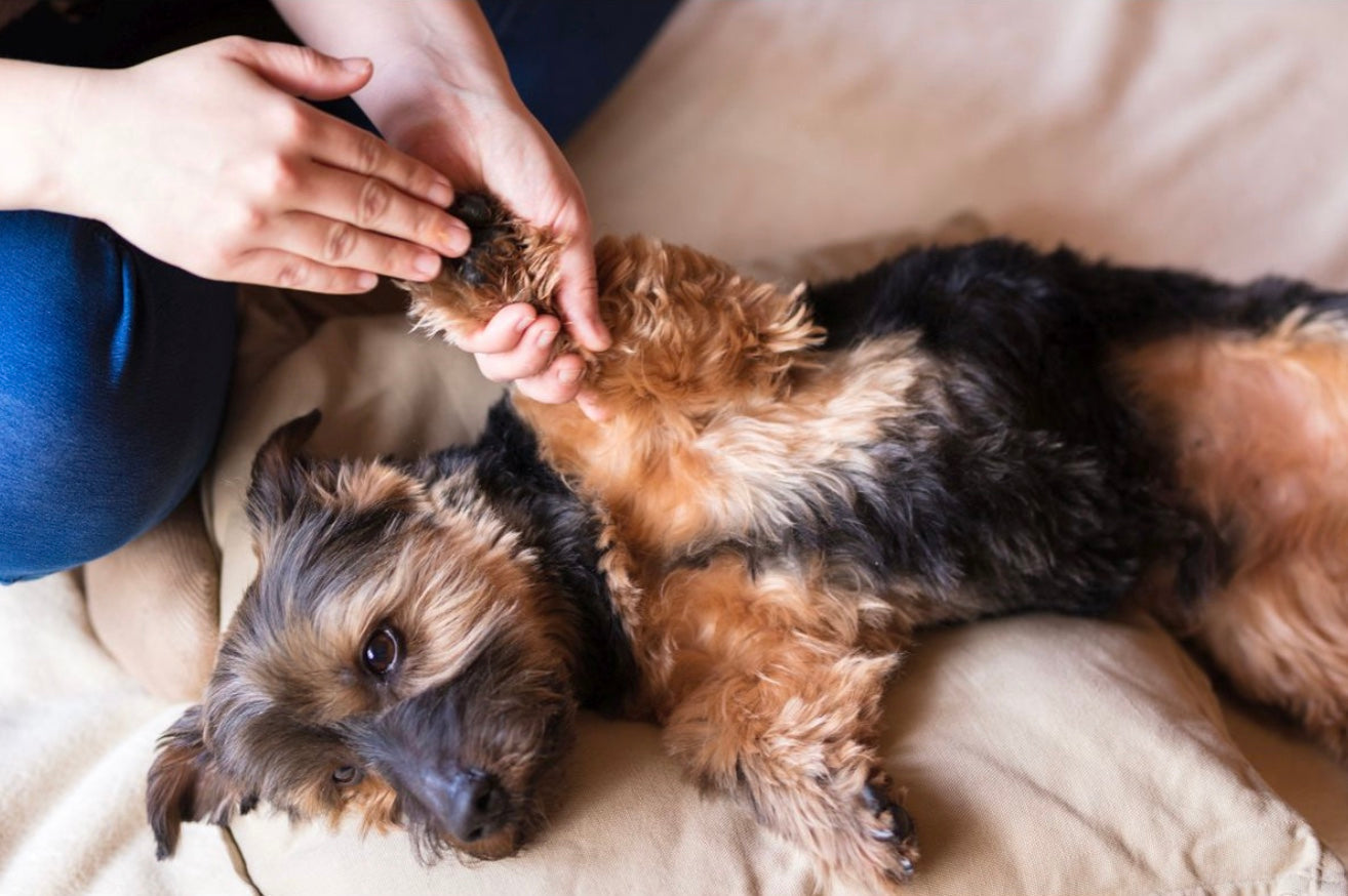 SonnenMoor PfotenSamt Pfotenpflege - 90 g
