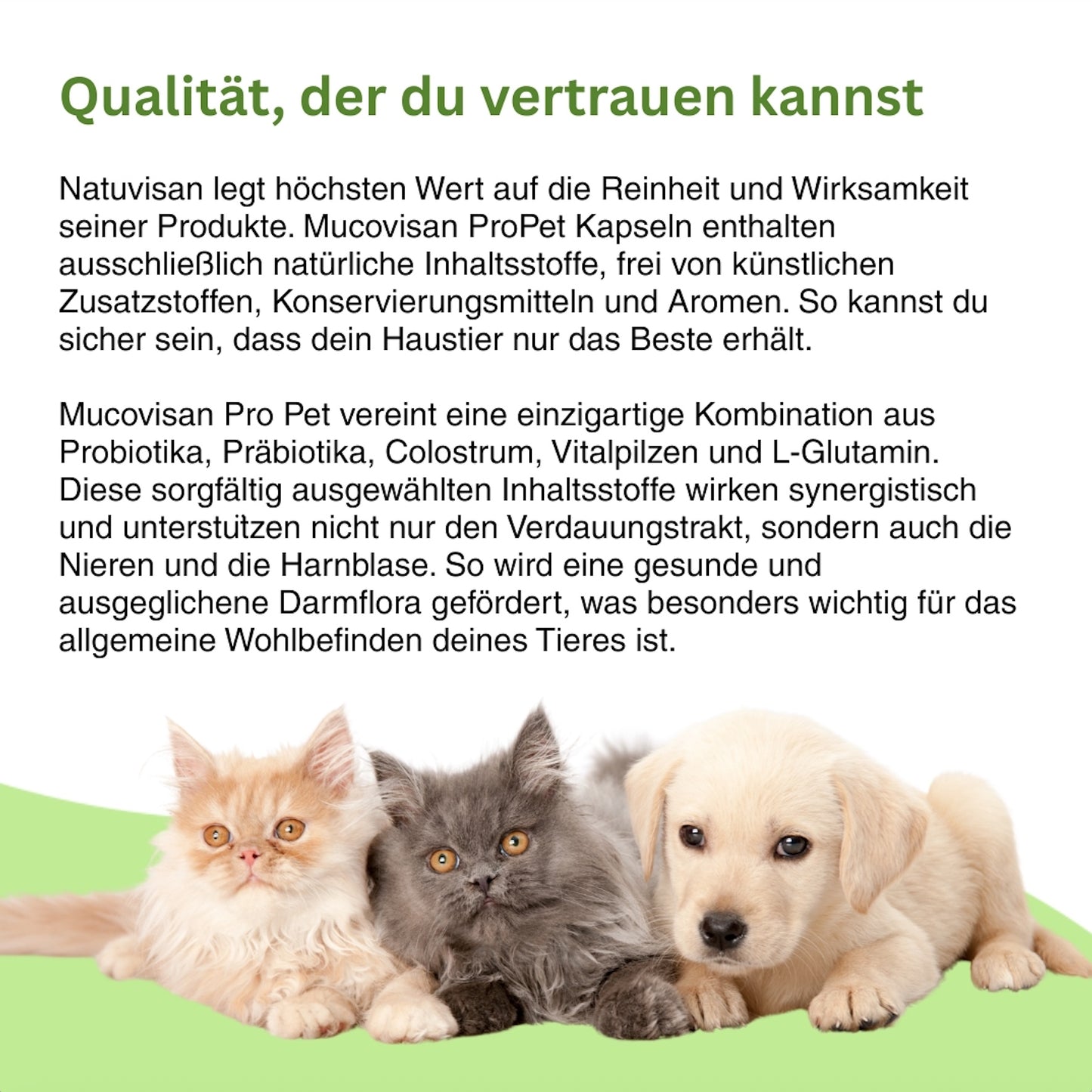 Ganzheitliche Darmgesundheit für dein Tier – Mucovisan ProPet kombiniert Probiotika, Colostrum und pflanzliche Wirkstoffe für Wohlbefinden, Immunschutz und eine stabile Verdauung.