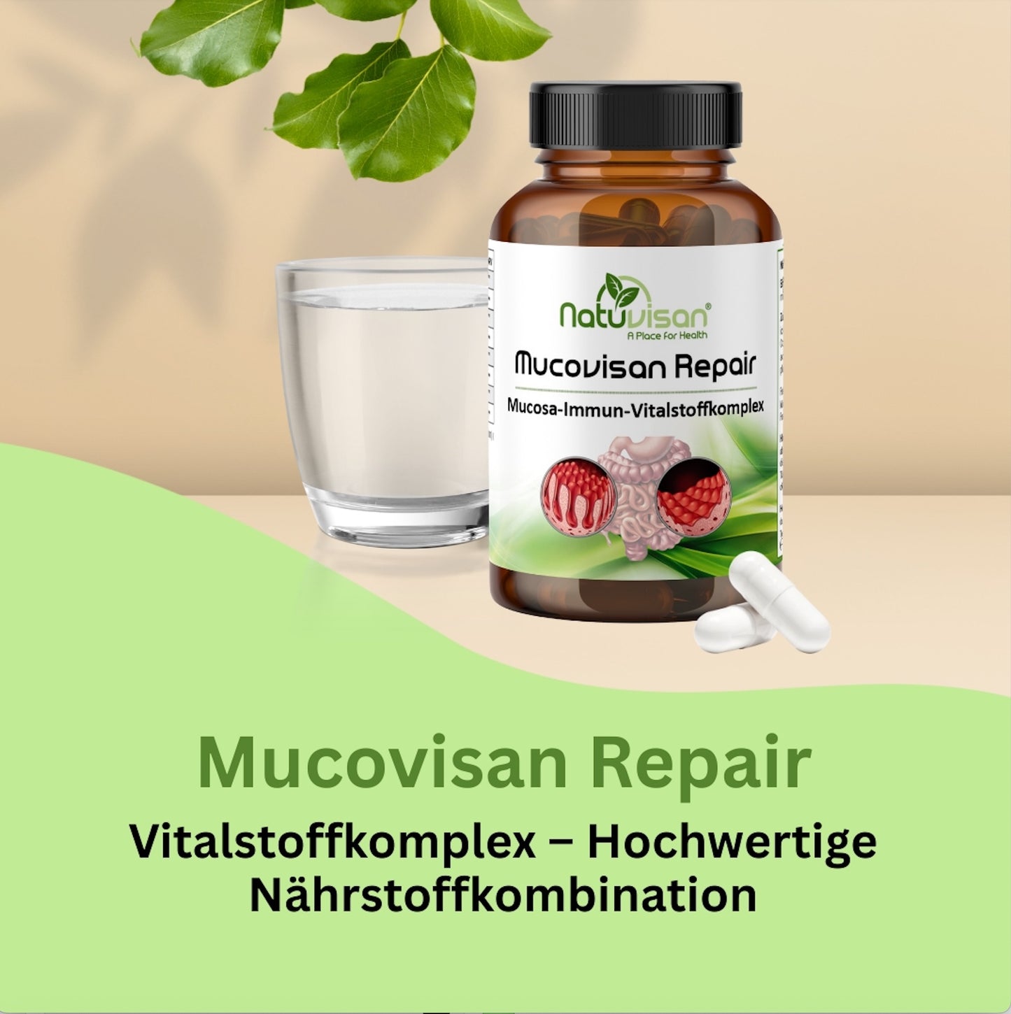 Mucovisan Vitalstoffkomplex – mit 20 Milliarden KBE aus vier wissenschaftlich fundierten Bakterienstämmen zur Unterstützung der Darmflora und Schleimhautgesundheit.