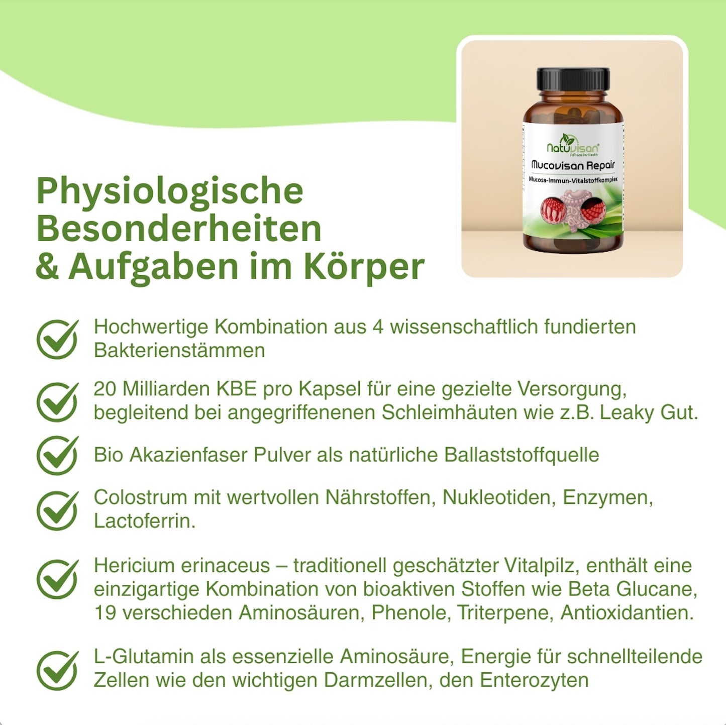 Nahrungsergänzung mit Bio Akazienfaser als Ballaststoffquelle, Colostrum mit Lactoferrin und L-Glutamin für Darmzellen und Mikrobiota.