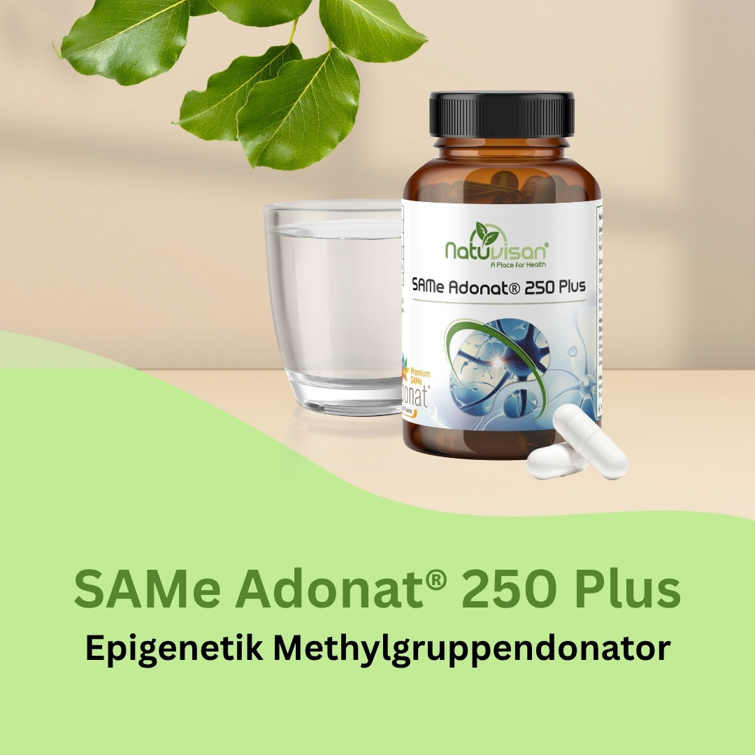 Darstellung des Homocystein-Stoffwechsels – SAMe in Kombination mit Vitamin B6, B12 und Folat hilft, Homocystein in andere Stoffwechselprodukte umzuwandeln und so den normalen Zellstoffwechsel zu unterstützen.
