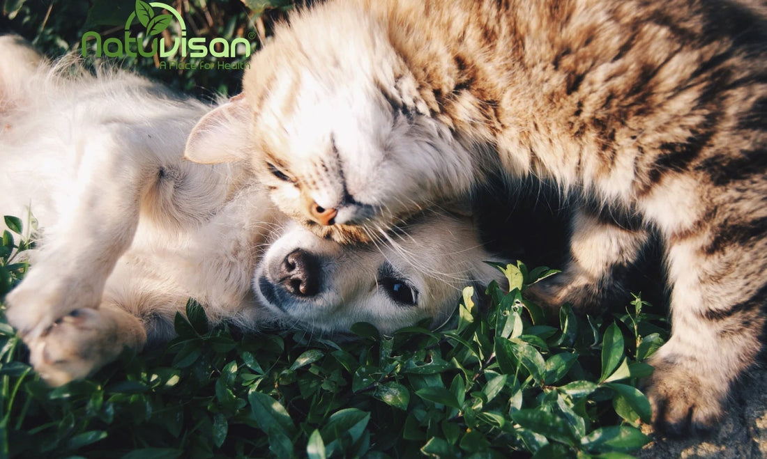 Natürliche Wurmkur für Hunde und Katzen – sanfte Entwurmung mit Kräutern, Moor, Probiotika und pflanzlichen Wirkstoffen zur Unterstützung der Darmgesundheit