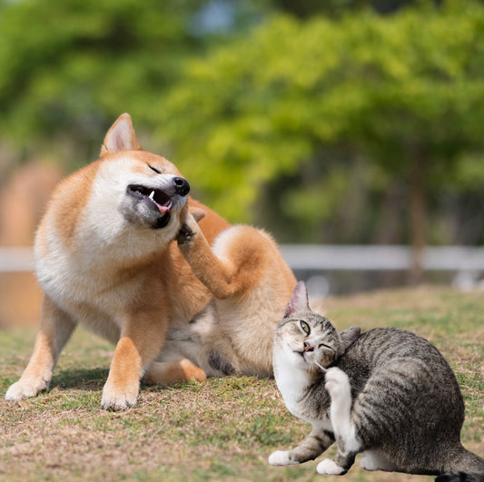 Was kann ich tun, wenn sich mein Hund oder Katze wund leckt?