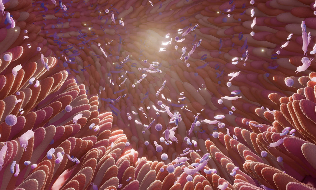 Die Wirkung von Sporenmikroben auf die Darmgesundheit eröffnet neue Möglichkeiten, das Verdauungssystem auf natürliche Weise zu unterstützen.