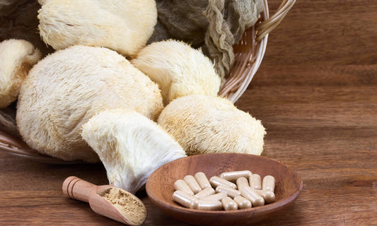 Verschiedene Vitalpilze wie Reishi, Chaga und Löwenmähne nebeneinander aufgereiht.