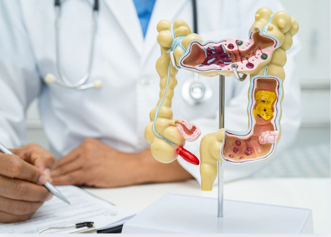 Schematische Darstellung des menschlichen Verdauungstrakts mit hervorgehobenem Darm, symbolisiert die Auswirkungen von Antibiotika auf die Darmgesundheit und das Mikrobiom.