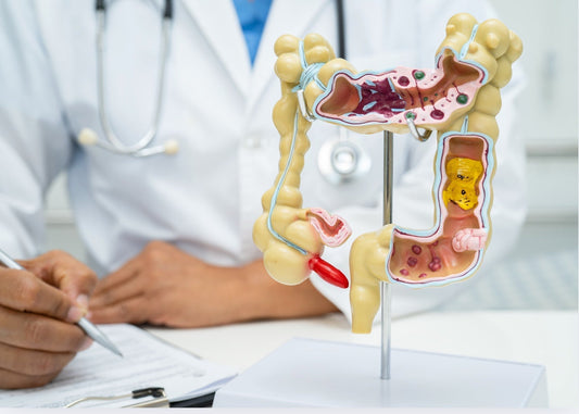 Schematische Darstellung des menschlichen Verdauungstrakts mit hervorgehobenem Darm, symbolisiert die Auswirkungen von Antibiotika auf die Darmgesundheit und das Mikrobiom.