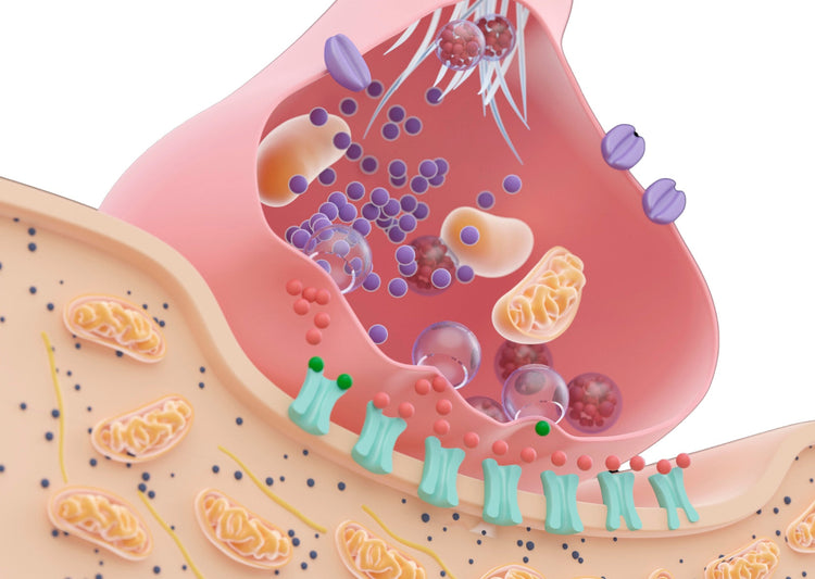 Schematische Darstellung einer Zelle mit hervorgehobenen Mitochondrien, den zellulären Kraftwerken, die Energie in Form von ATP produzieren und für die Zellgesundheit unerlässlich sind.