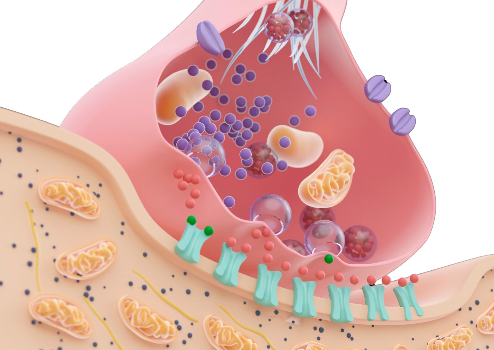 Mitochondrien aktivieren: So aktivierst du deine Zellenergie und Gesundheit