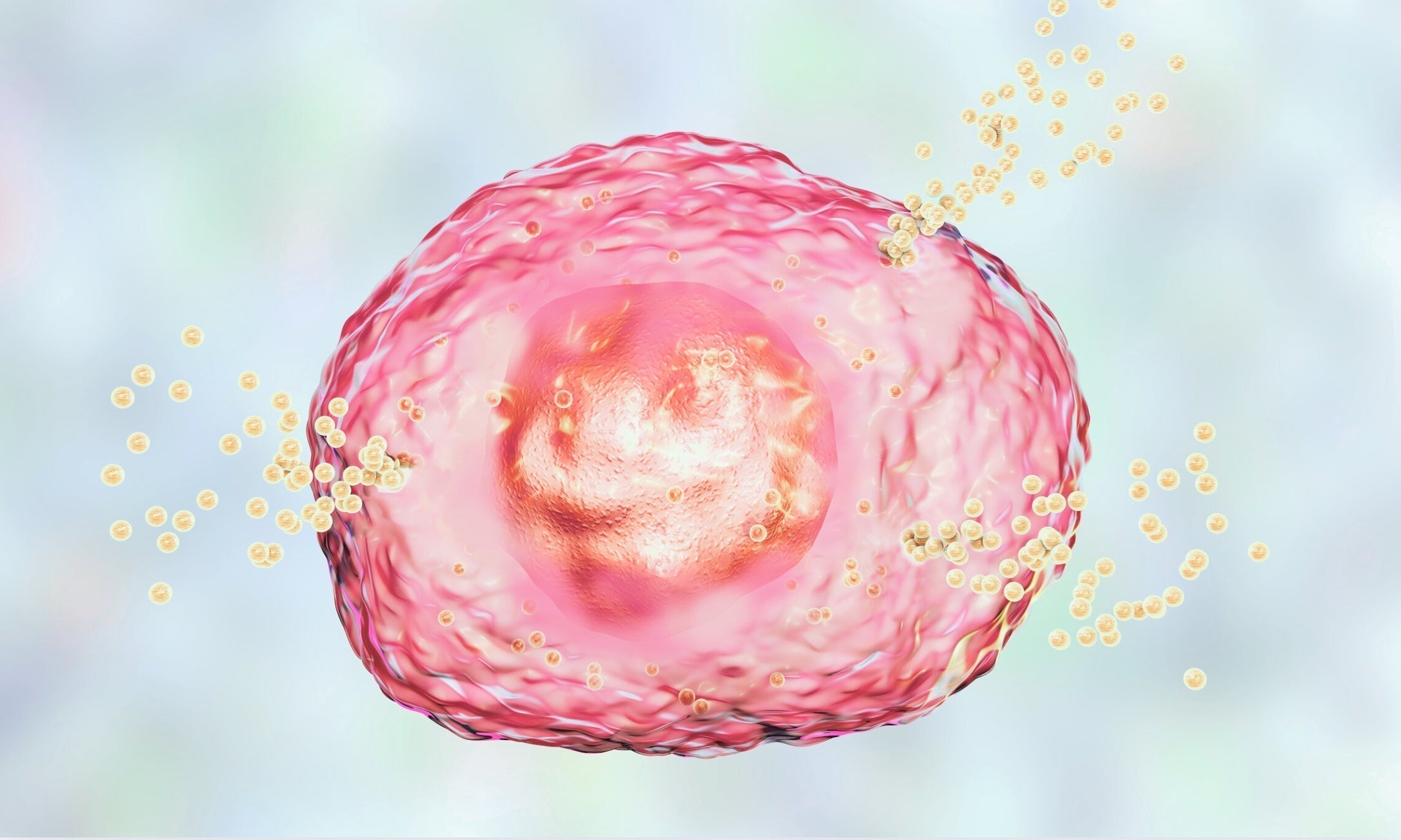 Histamin im Stuhl: Ursachen, Auswirkungen und der Einfluss von Sporenmikroben auf das Mikrobiom