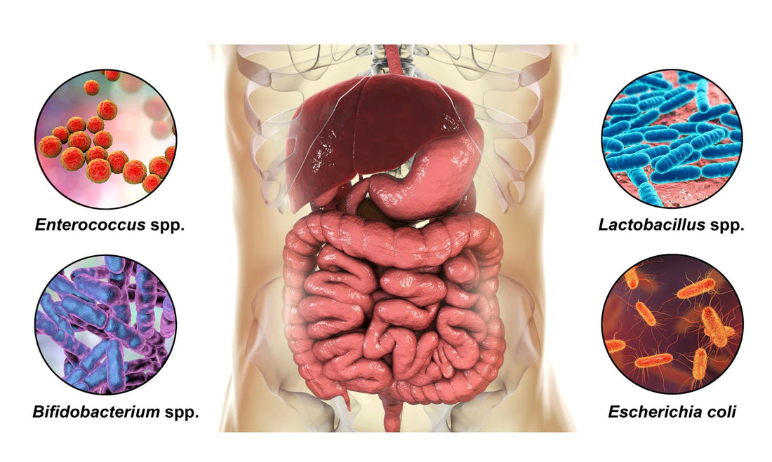 Die Stoffwechselaktivität der Darmbakterien beeinflusst nicht nur die Verdauung, sondern auch den Energiehaushalt, das Immunsystem, die Entgiftung und sogar unsere Stimmung