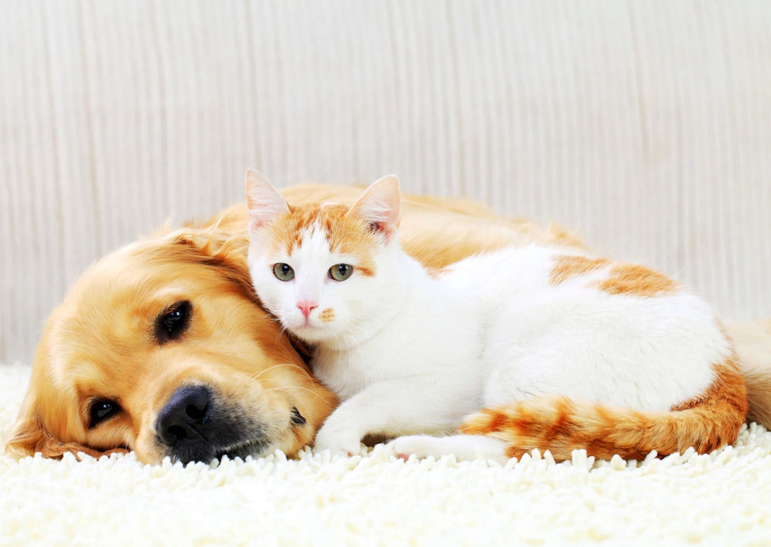 Ein friedliches Bild, das einen entspannten Hund und eine zufriedene Katze zeigt. Die Ausstrahlung der Tiere vermittelt ein Gefühl des Wohlbefindens, das durch eine gute Darmgesundheit gefördert wird.