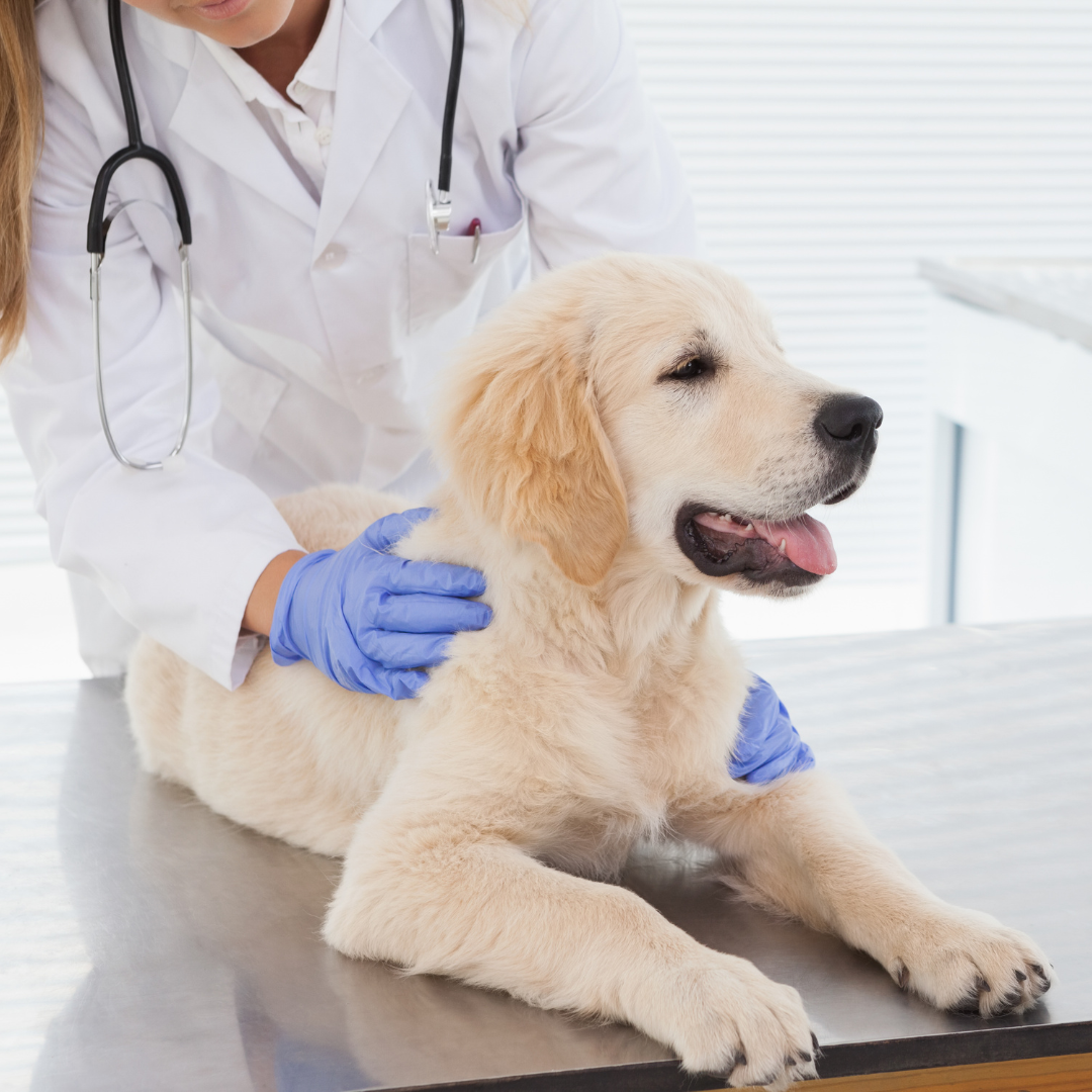 Fachberater Allergien bei Hunden - Praktische Ansätze zur Bewältigung von tierischem Juckreiz