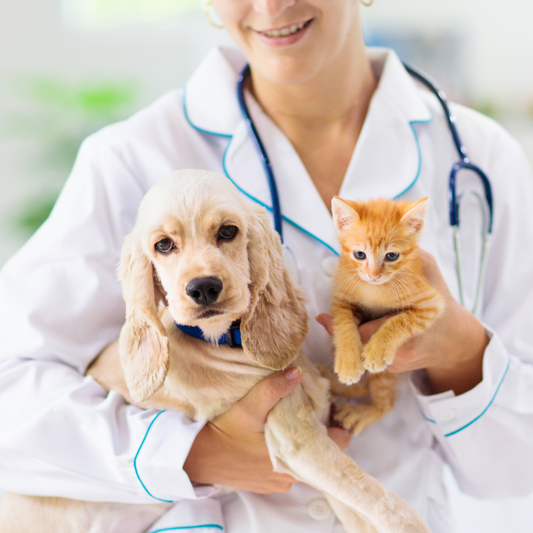 Fachberater Vitalpilze für Tiere - Hunde und Katzen erfolgreich mit Heilpilzen behandeln